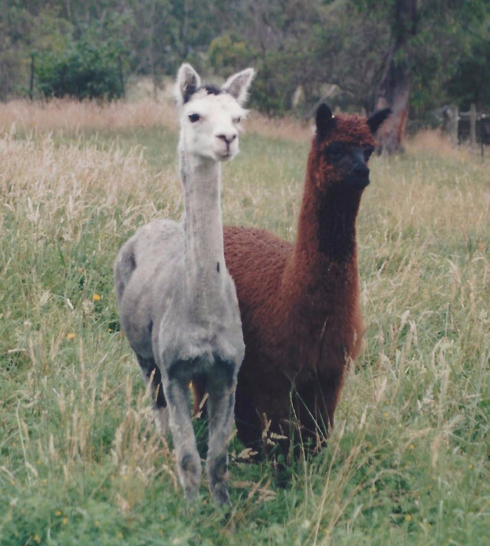 Glenavon Alpacas First Two Alpacas