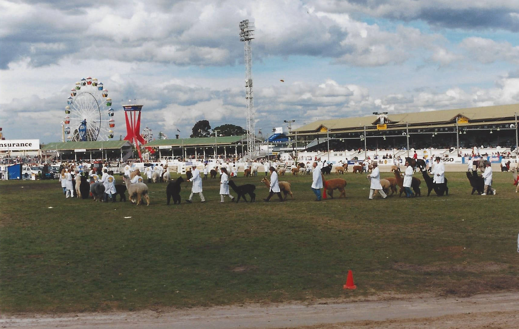 Glenavon Alpacas Royal Sydney Show