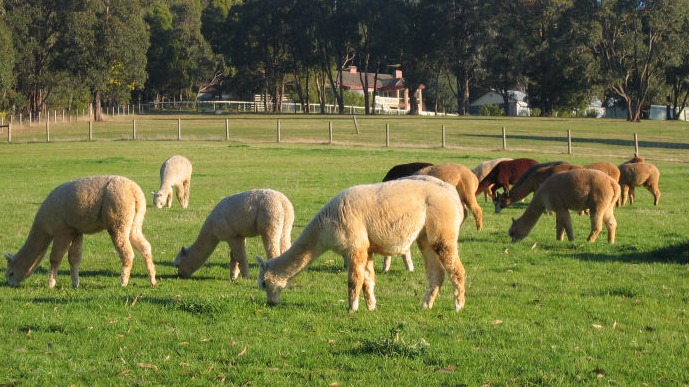 Fibre Naturally Story