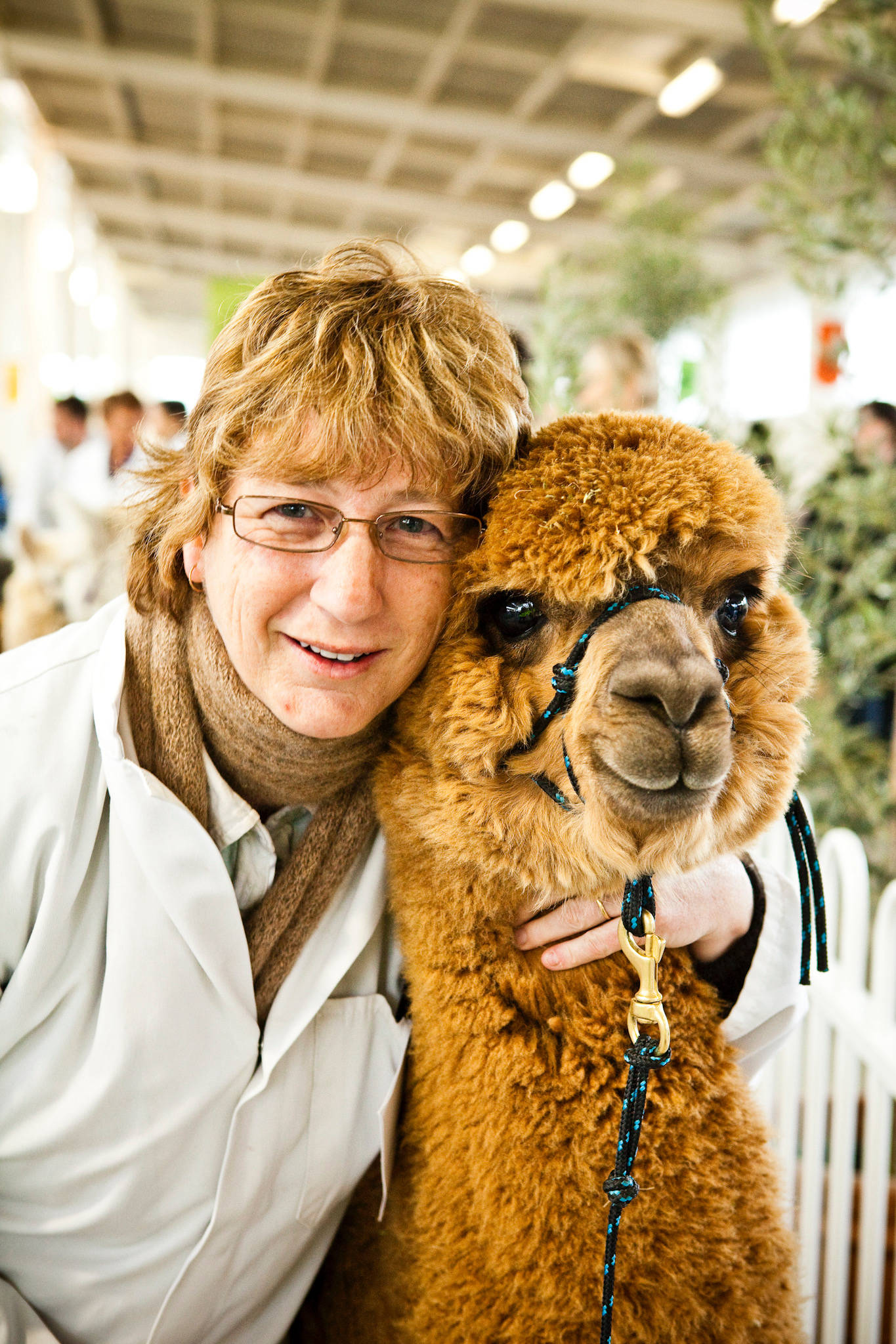 Glenavon Alpacas Gayle and Friend