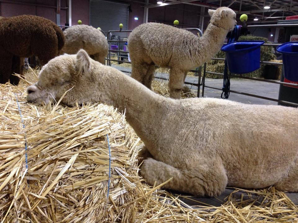 Glenavon Alpacas Oliver Having A Rest