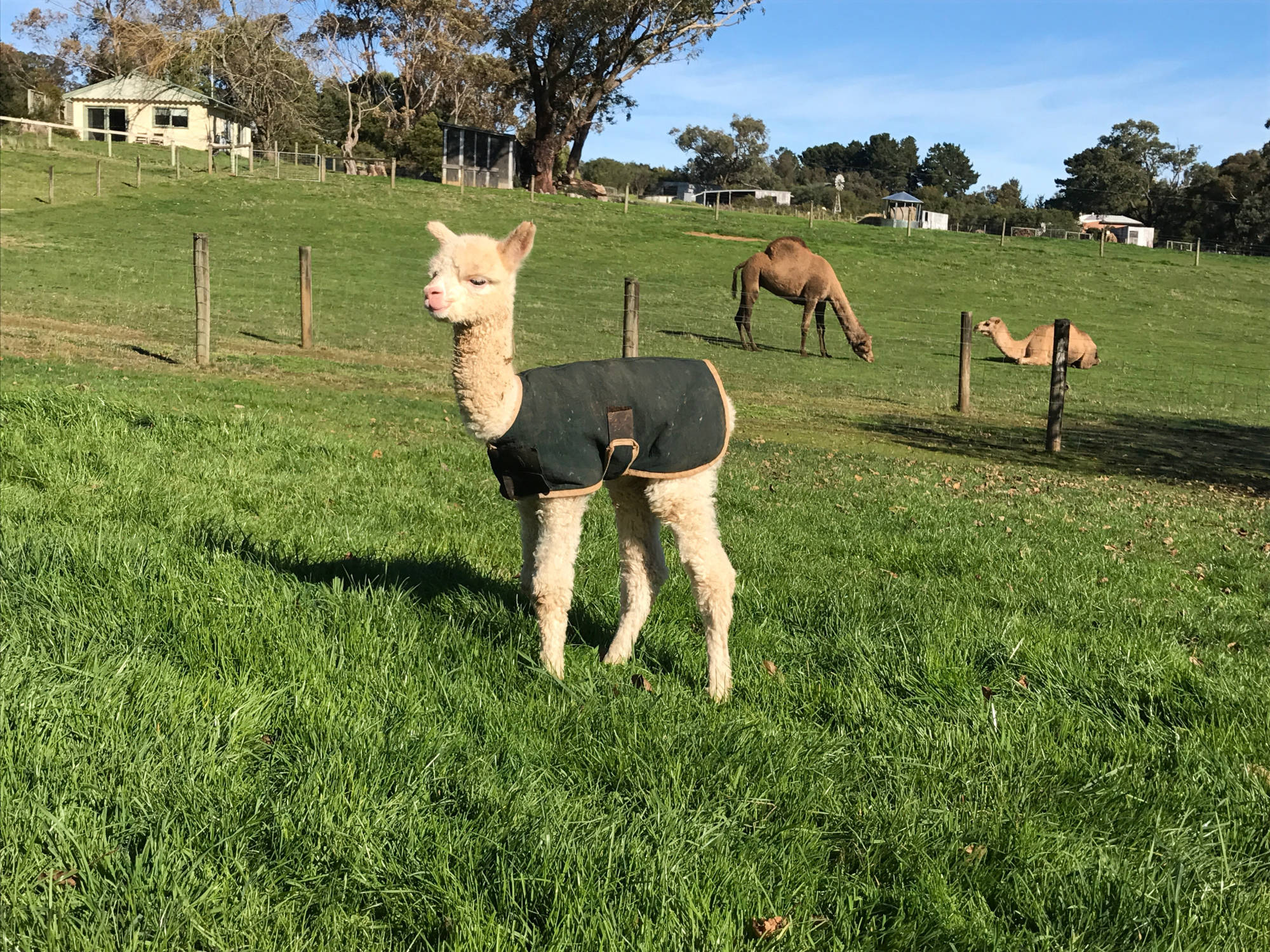 Glenavon Alpacas Cria Sunny Day 