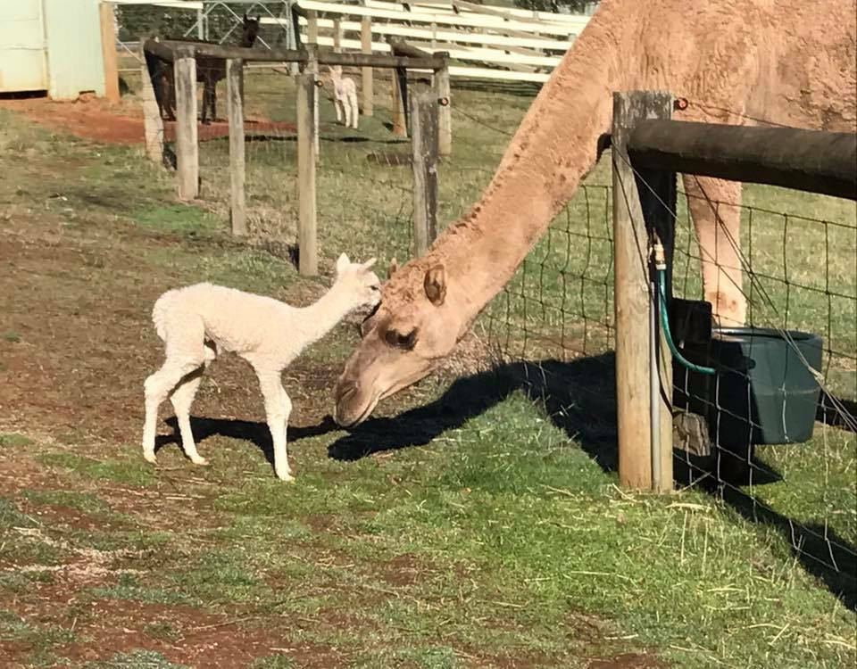Glenavon Alpacas Camel Merlin and Friend