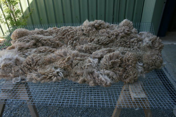 Fleece Preparation