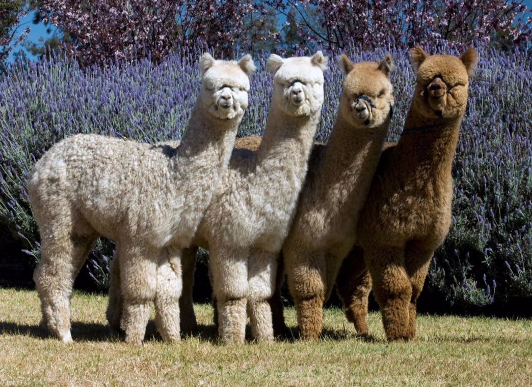 Glenavon Alpaca Stud