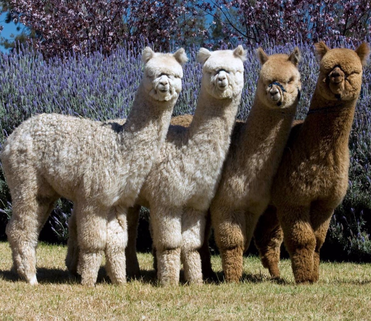 Glenavon Alpacas Stunning Progeny